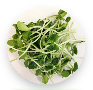 Sunflower Microgreens